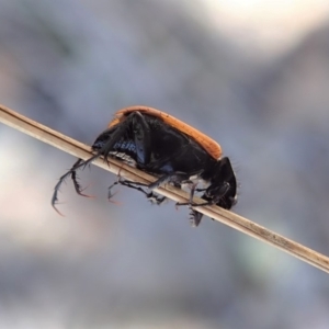 Phyllotocus rufipennis at Dunlop, ACT - 10 Nov 2019