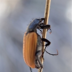 Phyllotocus rufipennis at Dunlop, ACT - 10 Nov 2019