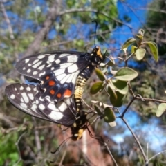 Papilio anactus (Dainty Swallowtail) at Kambah, ACT - 10 Nov 2019 by RosemaryRoth