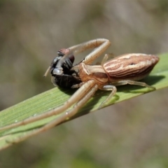 Runcinia acuminata (Pointy Crab Spider) at Mount Painter - 10 Nov 2019 by CathB