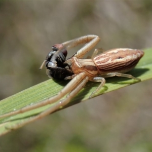 Runcinia acuminata at Cook, ACT - 10 Nov 2019 01:53 PM