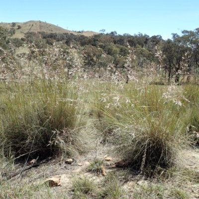 Rytidosperma pallidum (Red-anther Wallaby Grass) at Cook, ACT - 10 Nov 2019 by CathB