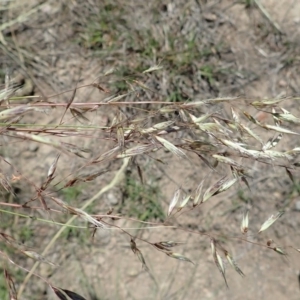 Rytidosperma pallidum at Cook, ACT - 10 Nov 2019