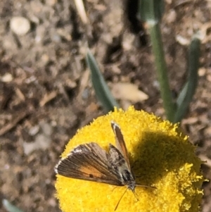 Lucia limbaria at Monash, ACT - 10 Nov 2019 03:23 PM