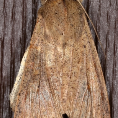 Mythimna (Pseudaletia) convecta (Common Armyworm) at Kambah, ACT - 10 Nov 2019 by Marthijn