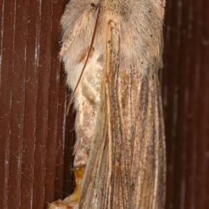 Mythimna (Pseudaletia) convecta at Kambah, ACT - 10 Nov 2019