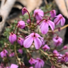 Tetratheca bauerifolia (Heath Pink-bells) at Cotter River, ACT - 10 Nov 2019 by shoko