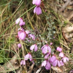 Tetratheca bauerifolia at Cotter River, ACT - 10 Nov 2019