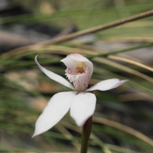 Caladenia alpina at Brindabella, NSW - suppressed