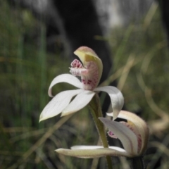 Caladenia alpina at Brindabella, NSW - 10 Nov 2019