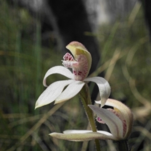 Caladenia alpina at Brindabella, NSW - suppressed