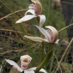 Caladenia alpina at Brindabella, NSW - suppressed