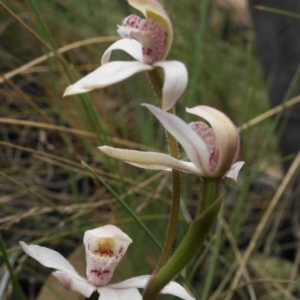 Caladenia alpina at Brindabella, NSW - 10 Nov 2019