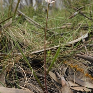 Caladenia alpina at Brindabella, NSW - suppressed