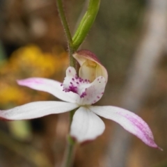 Caladenia moschata (Musky Caps) at Cotter River, ACT - 10 Nov 2019 by shoko