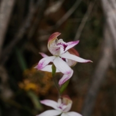 Caladenia moschata at Cotter River, ACT - suppressed