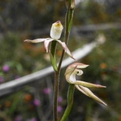 Caladenia moschata at Cotter River, ACT - suppressed