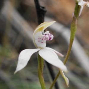 Caladenia moschata at Cotter River, ACT - suppressed