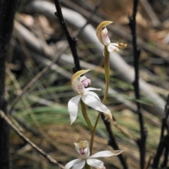 Caladenia moschata at Cotter River, ACT - suppressed