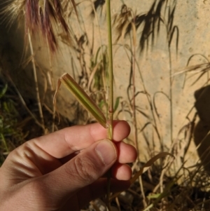 Bromus diandrus at Higgins, ACT - 10 Nov 2019 06:12 PM