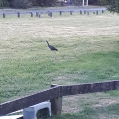 Egretta novaehollandiae (White-faced Heron) at Wingecarribee Local Government Area - 10 Nov 2019 by KarenG