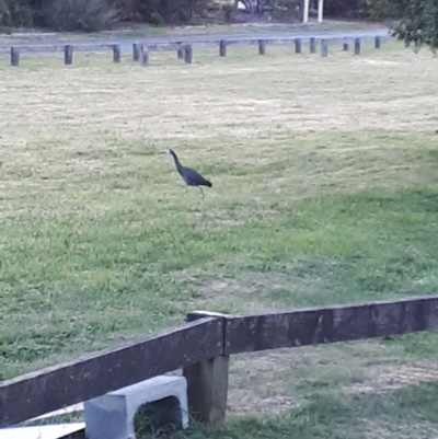 Egretta novaehollandiae (White-faced Heron) at Robertson - 10 Nov 2019 by KarenG