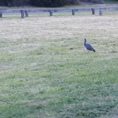 Egretta novaehollandiae at Robertson, NSW - 10 Nov 2019 06:47 PM