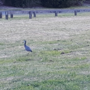 Egretta novaehollandiae at Robertson, NSW - 10 Nov 2019 06:47 PM