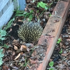 Tachyglossus aculeatus (Short-beaked Echidna) at Albury - 10 Nov 2019 by EwinP