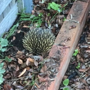 Tachyglossus aculeatus at Albury, NSW - 10 Nov 2019 06:00 PM