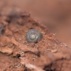 Camaenidae (family) at Tinderry, NSW - 10 Nov 2019 03:43 PM