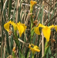 Iris pseudacorus (Yellow Flag) at Hackett, ACT - 2 Nov 2019 by JaneR