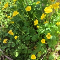 Ranunculus repens (Creeping Buttercup) at Lake Burley Griffin West - 10 Nov 2019 by JaneR