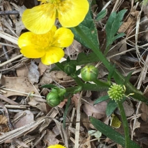 Ranunculus repens at Hackett, ACT - 10 Nov 2019 03:16 PM