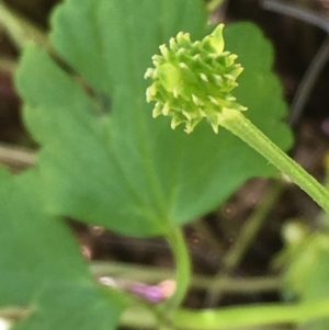 Ranunculus repens at Hackett, ACT - 10 Nov 2019 03:16 PM