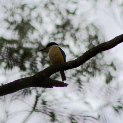 Todiramphus sanctus (Sacred Kingfisher) at Mongarlowe River - 10 Nov 2019 by LisaH