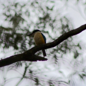 Todiramphus sanctus at Mongarlowe, NSW - 10 Nov 2019