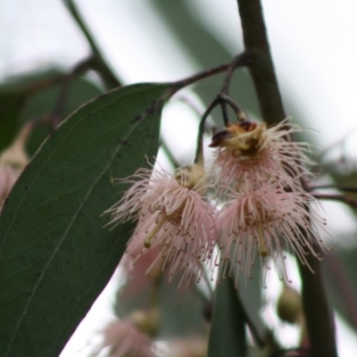 Eucalyptus sp. (A Gum Tree) at Mongarlowe River - 10 Nov 2019 by LisaH