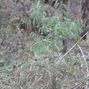 Eucalyptus sp. at Mongarlowe, NSW - 10 Nov 2019 05:46 PM