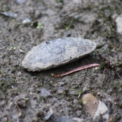 Hyriidae sp. (family) (Freshwater Mussels) at Mongarlowe River - 10 Nov 2019 by LisaH