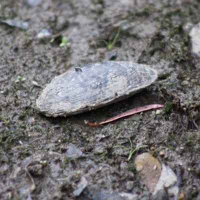 Hyriidae sp. (family) (Freshwater Mussels) at Mongarlowe River - 10 Nov 2019 by LisaH