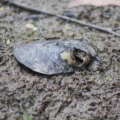 Hyriidae sp. (family) at Mongarlowe, NSW - 10 Nov 2019 05:31 PM