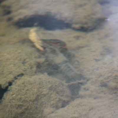 Euastacus sp. (genus) (Spiny crayfish) at QPRC LGA - 10 Nov 2019 by LisaH