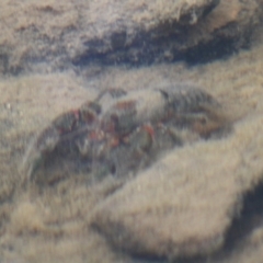 Euastacus sp. (genus) at Mongarlowe, NSW - 10 Nov 2019