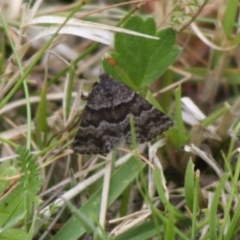 Dichromodes ainaria (A geometer or looper moth) at Mongarlowe River - 10 Nov 2019 by LisaH