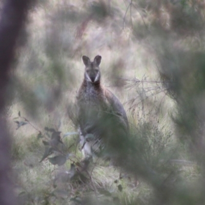 Notamacropus rufogriseus (Red-necked Wallaby) at Mongarlowe, NSW - 10 Nov 2019 by LisaH