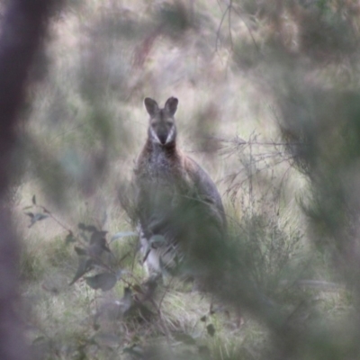 Notamacropus rufogriseus (Red-necked Wallaby) at QPRC LGA - 10 Nov 2019 by LisaH