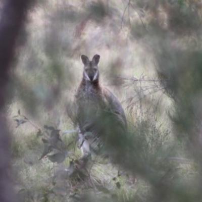 Notamacropus rufogriseus (Red-necked Wallaby) at Mongarlowe, NSW - 10 Nov 2019 by LisaH