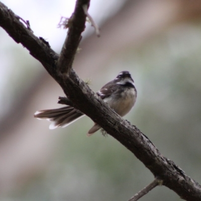 Rhipidura albiscapa (Grey Fantail) at Mongarlowe River - 10 Nov 2019 by LisaH