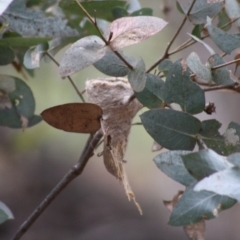 Rhipidura albiscapa at Mongarlowe, NSW - 10 Nov 2019